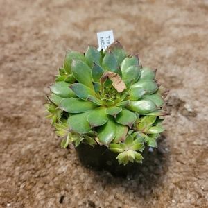 3 inch green and yellow succulent